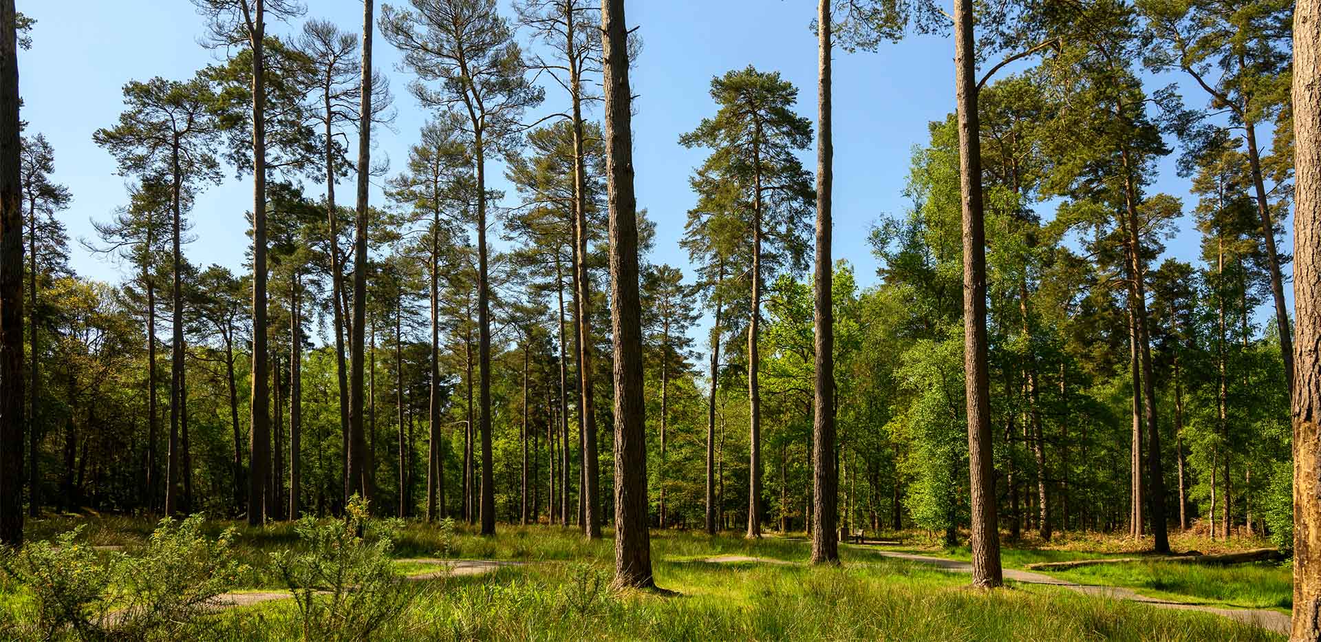 Pinewood Green