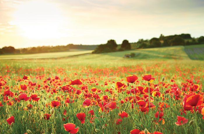 Poppyfields in Linton - view (image 2 of 15)