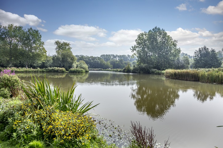 Sholden Meadows